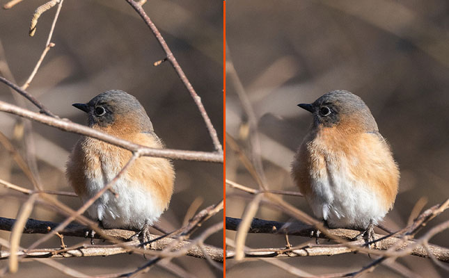 Remove something from picture - branch in front of bird